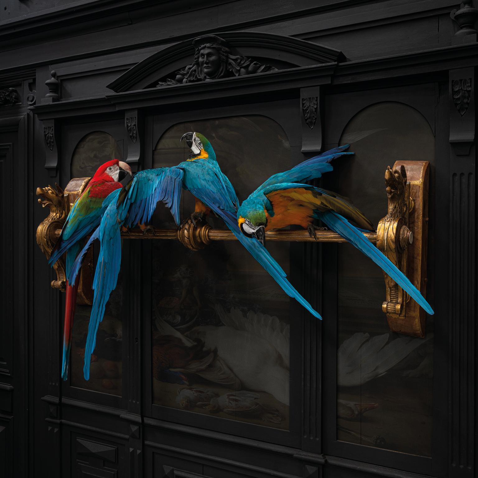 Dutch Fine Taxidermy IV Macaws on a Row by Sinke & Van Tongeren For Sale