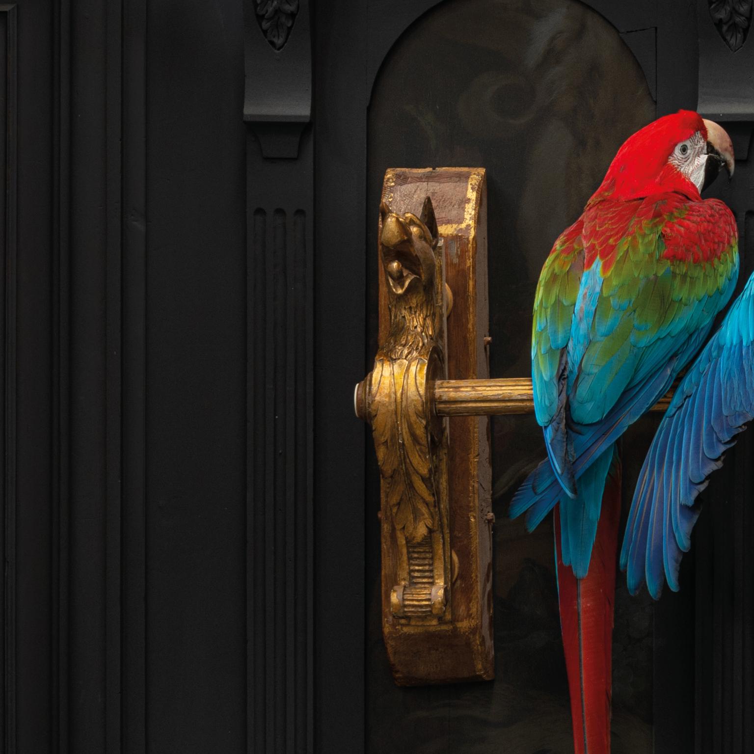 Fine Taxidermy IV Macaws on a Row by Sinke & Van Tongeren In Excellent Condition For Sale In Haarlem, NL