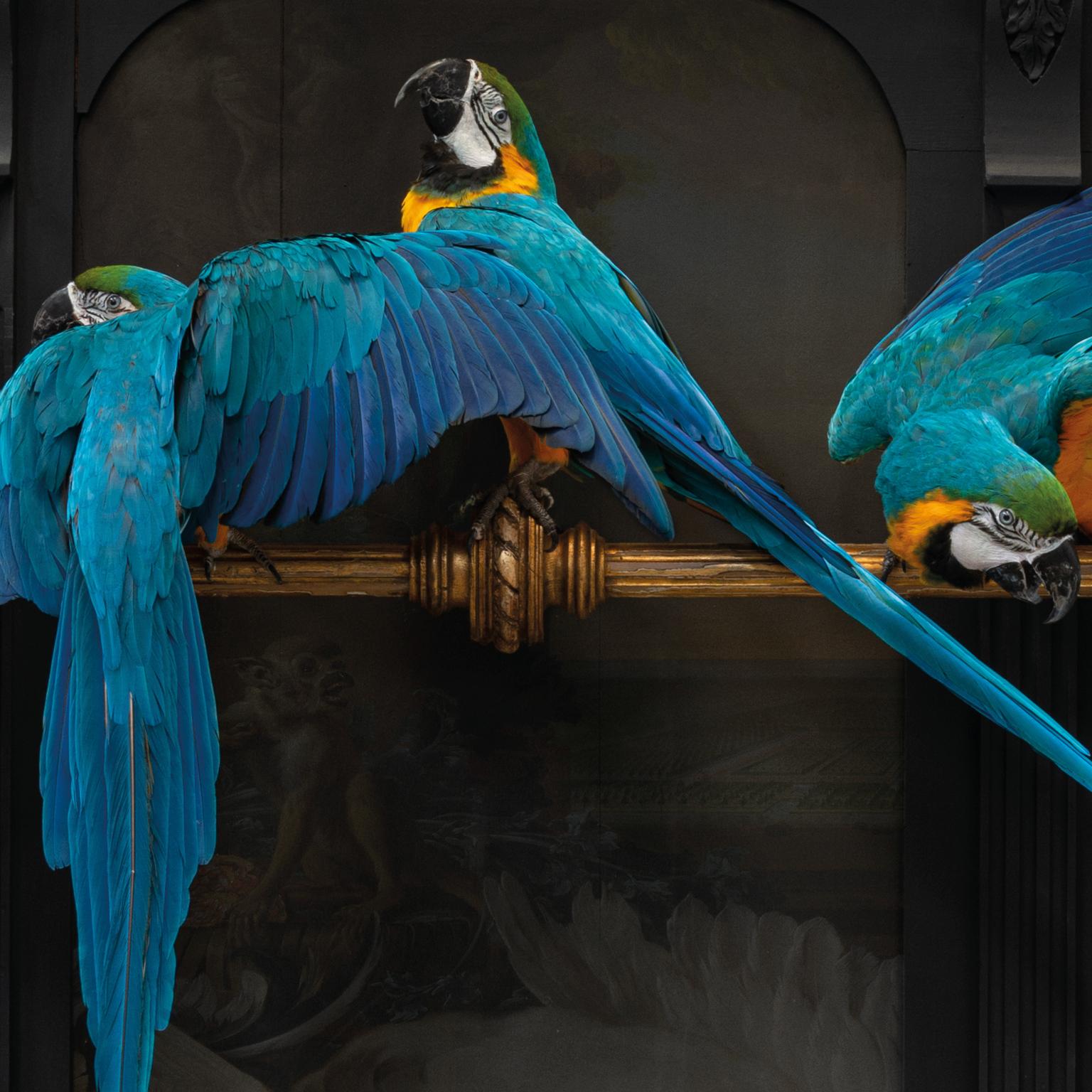 Contemporary Fine Taxidermy IV Macaws on a Row by Sinke & Van Tongeren For Sale