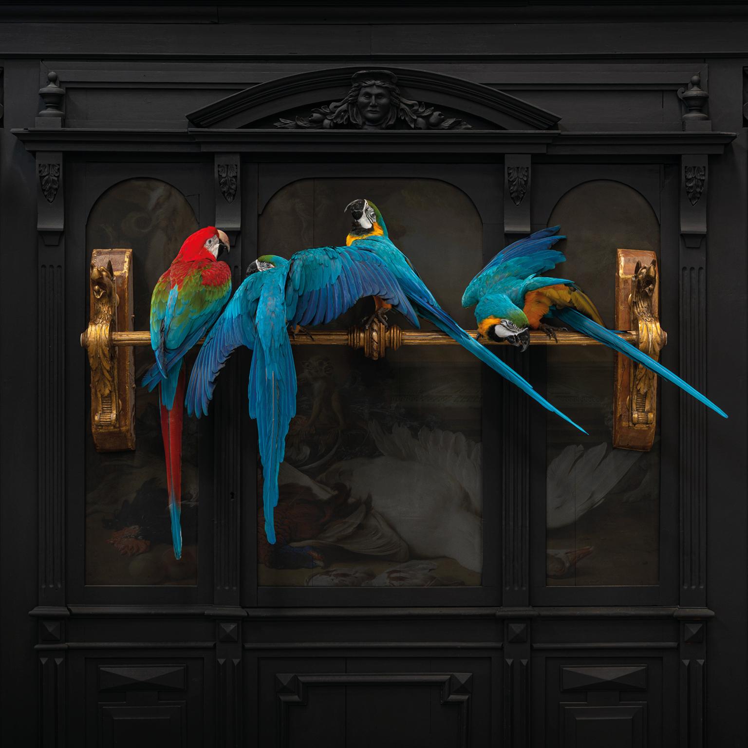 Fine Taxidermy IV Macaws on a Row by Sinke & Van Tongeren For Sale 1
