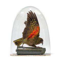 Taxidermia fina Kea de Sinke & Van Tongeren