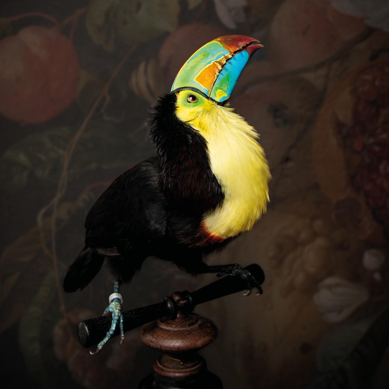 Toucans are very high on everybody’s list. They are spectacular. The most colourful toucan by far is the Keel-billed Toucan. These bright colours on its beak are breath taking. But after mounting and tanning the colours usually fade away into brown.