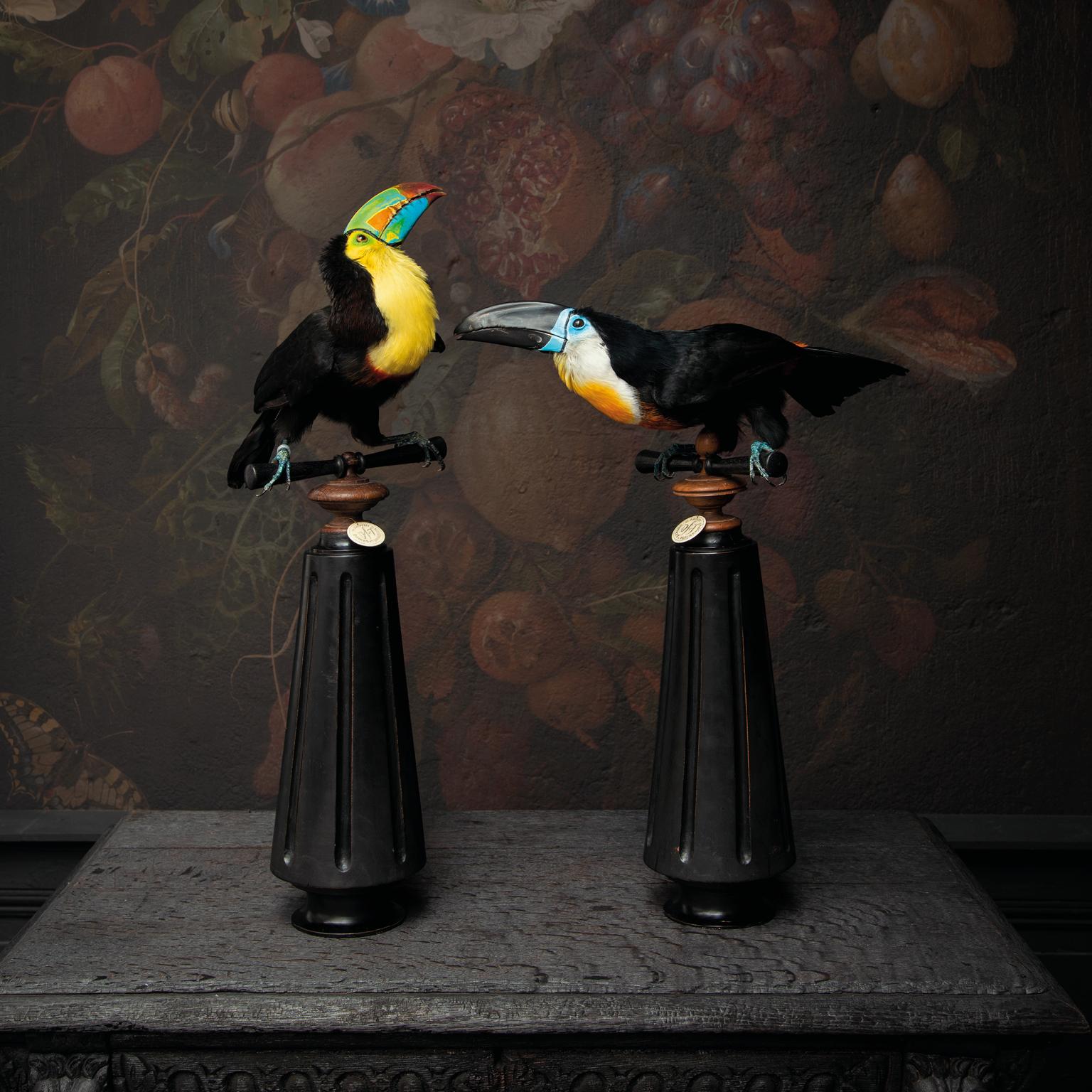 Feine Taxidermie Keel-billed Toucan von Sinke & Van Tongeren (21. Jahrhundert und zeitgenössisch) im Angebot