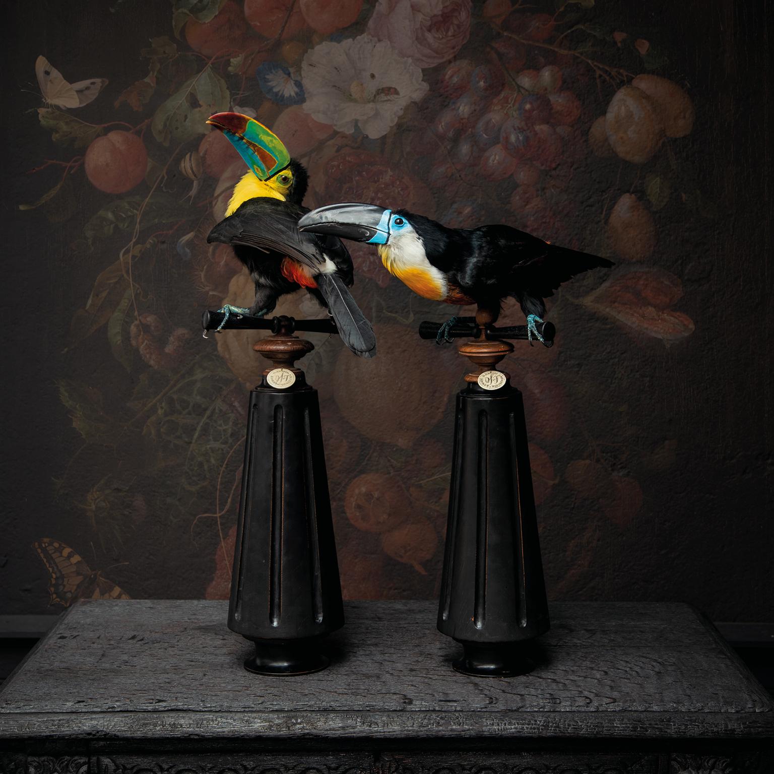Dutch Fine Taxidermy Keel-billed Toucan by Sinke & Van Tongeren For Sale