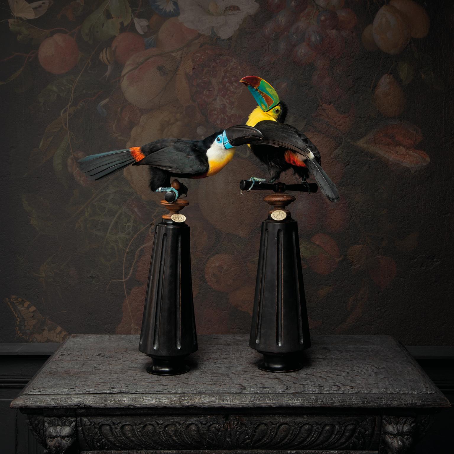 Fine Taxidermy Keel-billed Toucan by Sinke & Van Tongeren In New Condition For Sale In Haarlem, NL