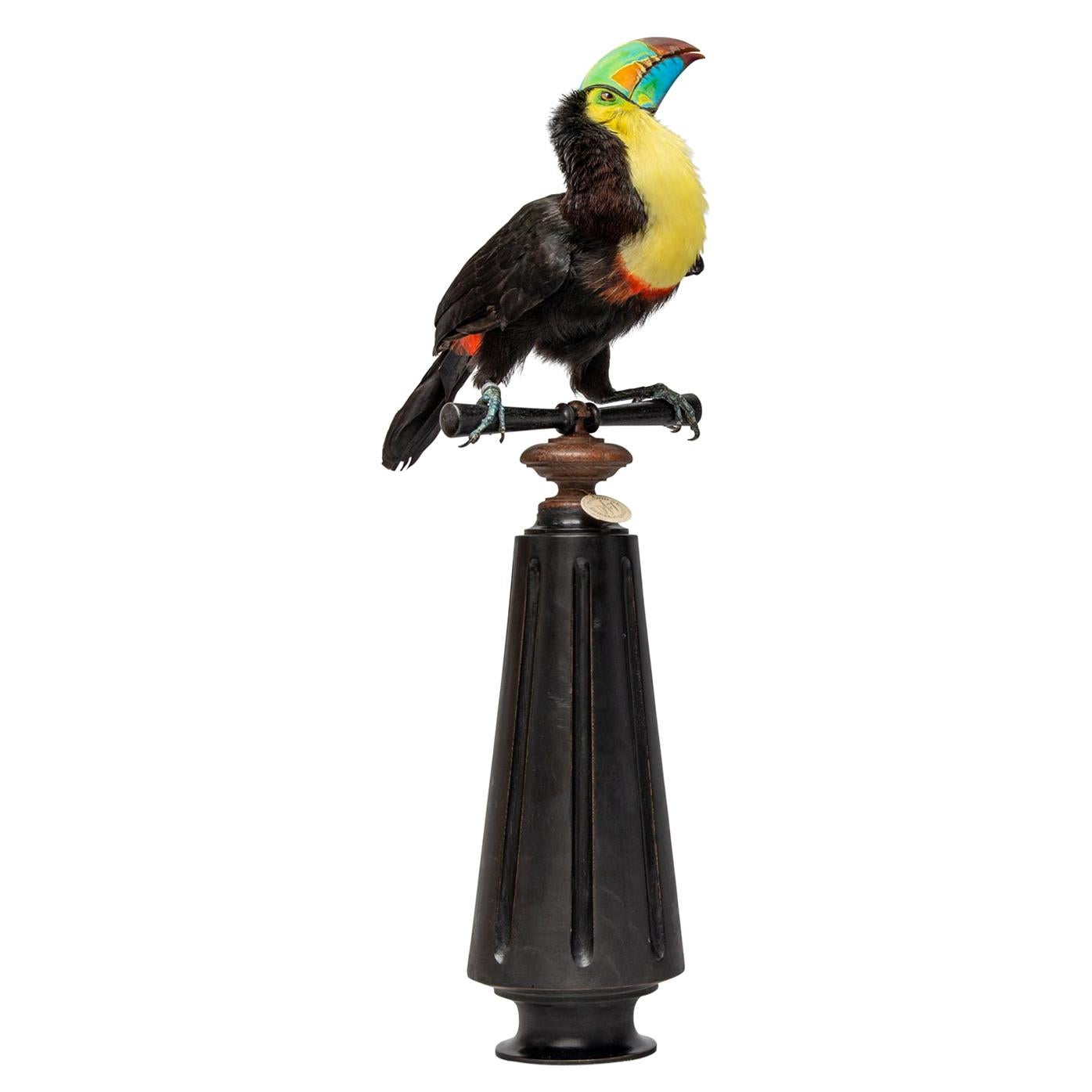 Fine Taxidermy Keel-billed Toucan by Sinke & Van Tongeren For Sale