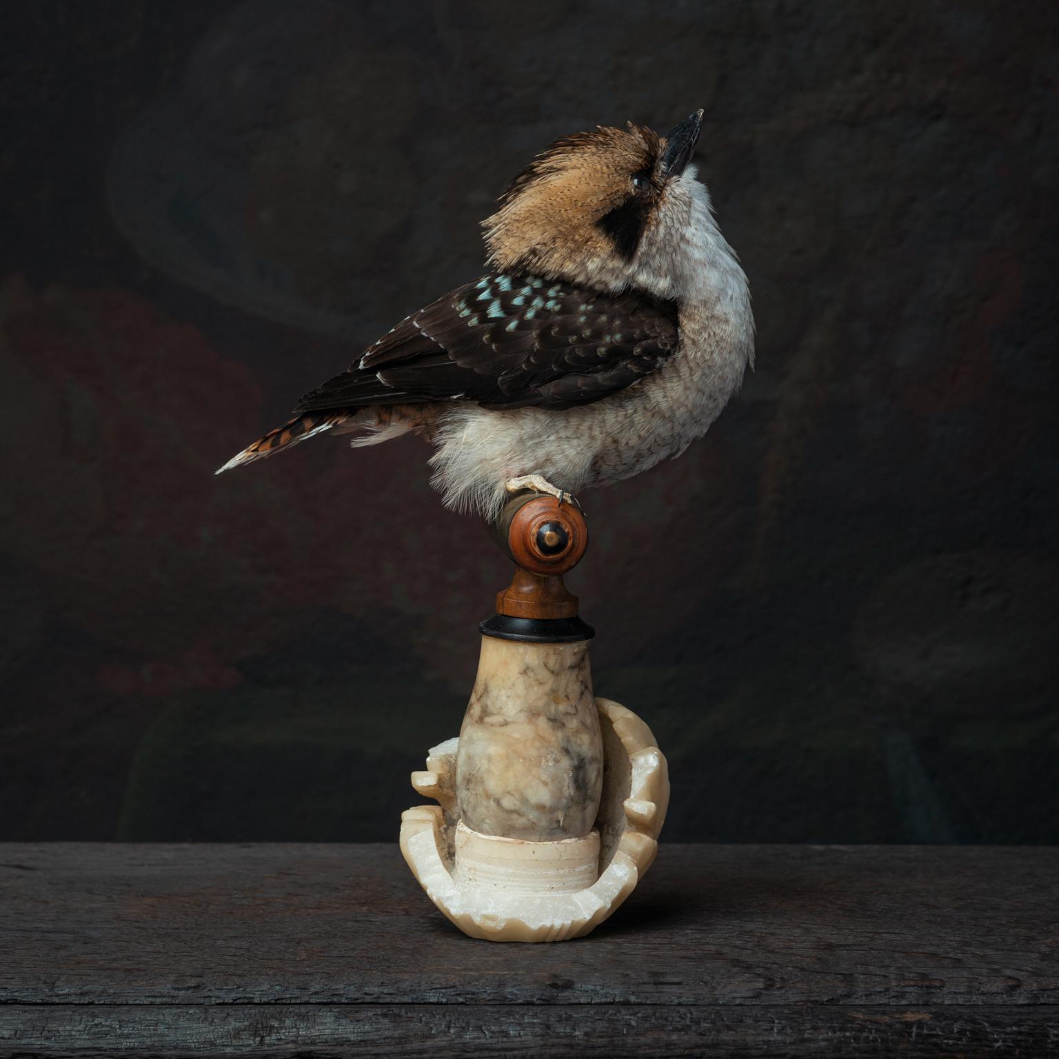 Fine Taxidermy Laughing Kookaburra by Sinke & Van Tongeren 4
