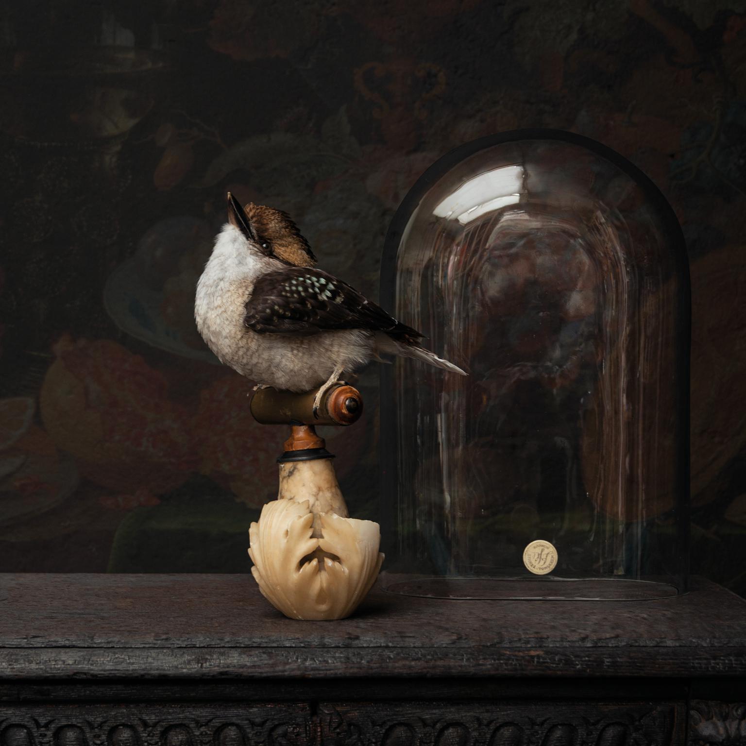 Victorian Fine Taxidermy Laughing Kookaburra by Sinke & Van Tongeren