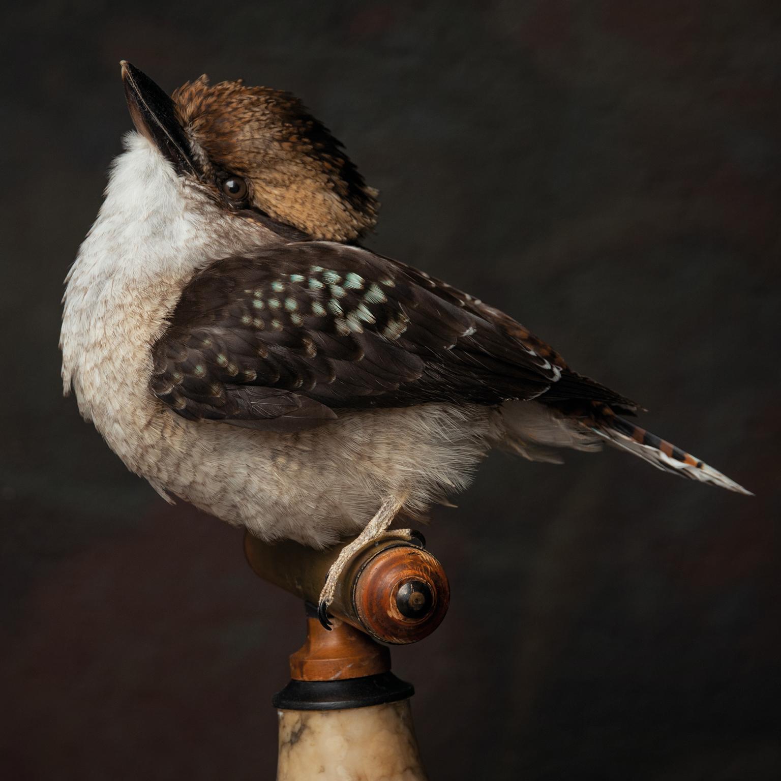 European Fine Taxidermy Laughing Kookaburra by Sinke & Van Tongeren