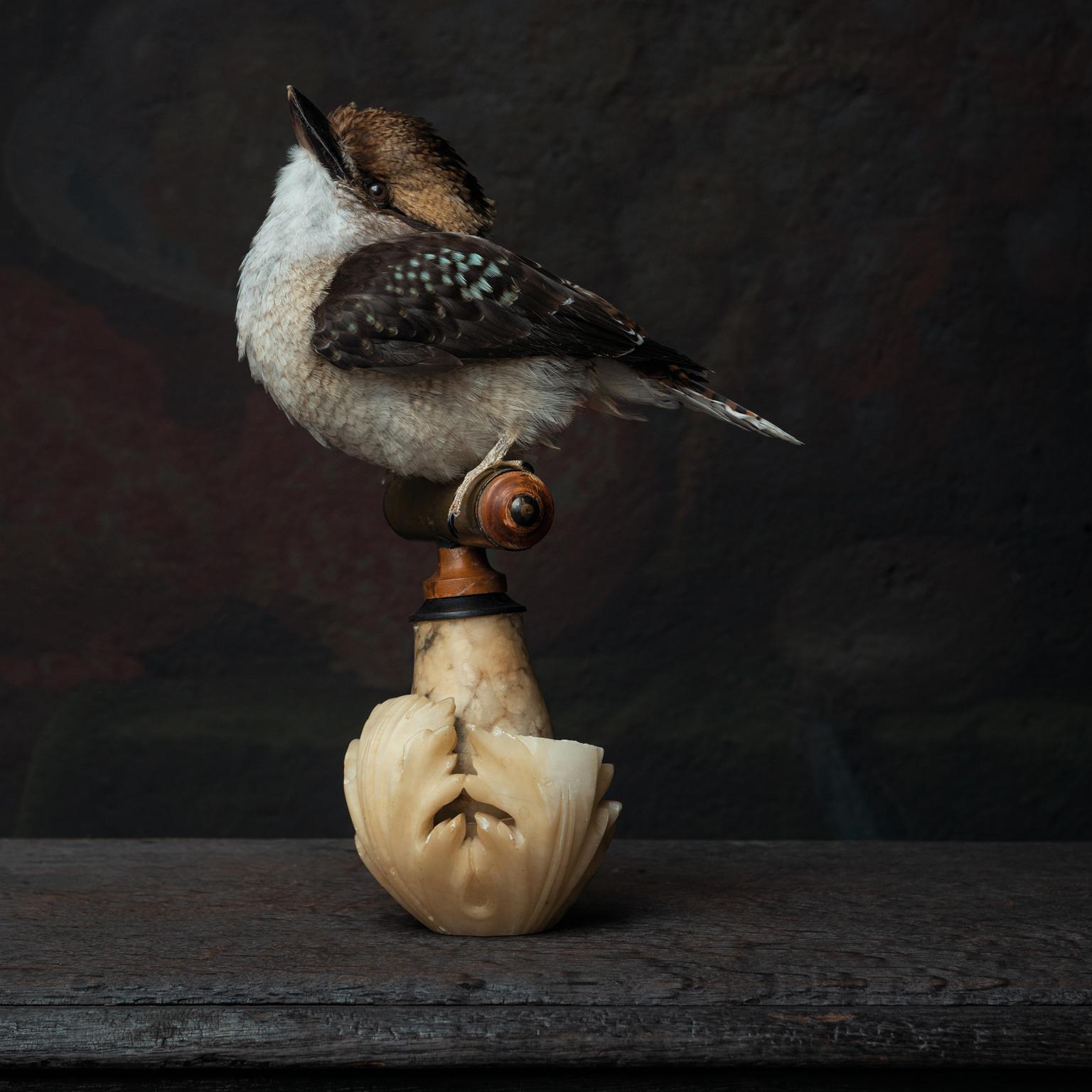 Animal Skin Fine Taxidermy Laughing Kookaburra by Sinke & Van Tongeren