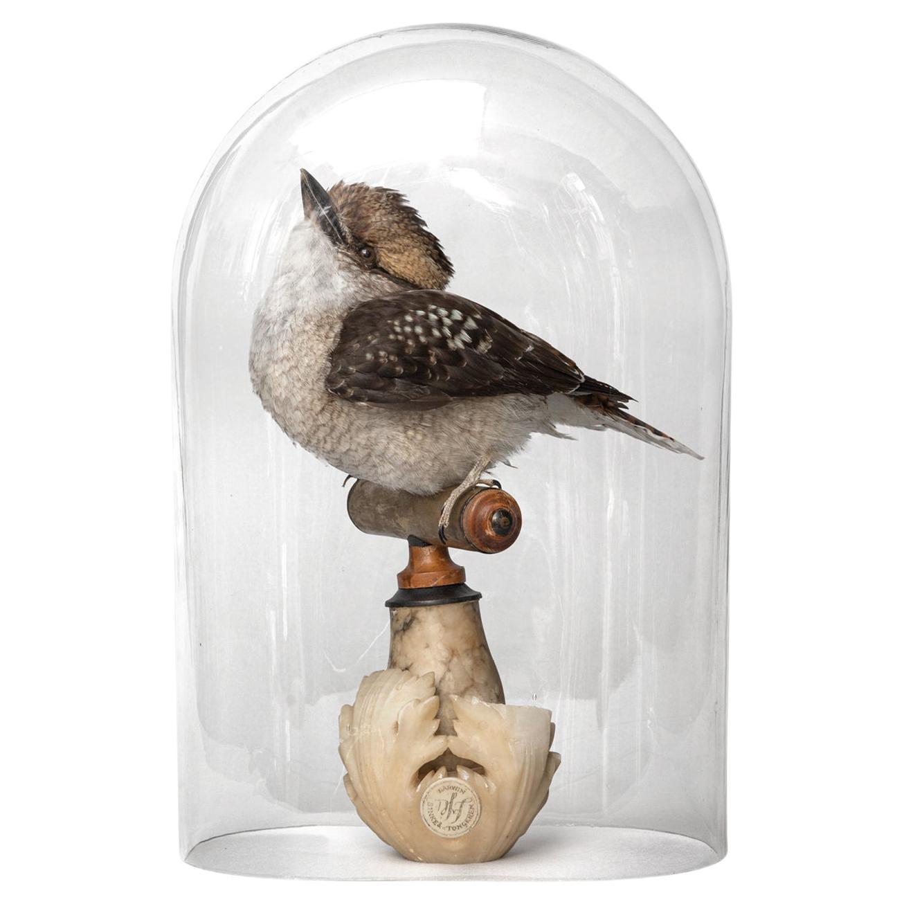 Fine Taxidermy Laughing Kookaburra by Sinke & Van Tongeren