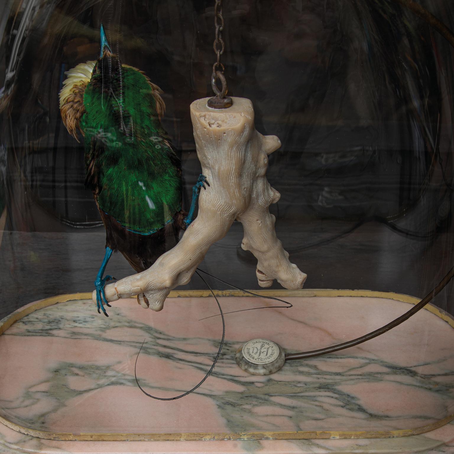Animal Skin Fine Taxidermy Magnificent Bird of Paradise by Sinke & Van Tongeren For Sale