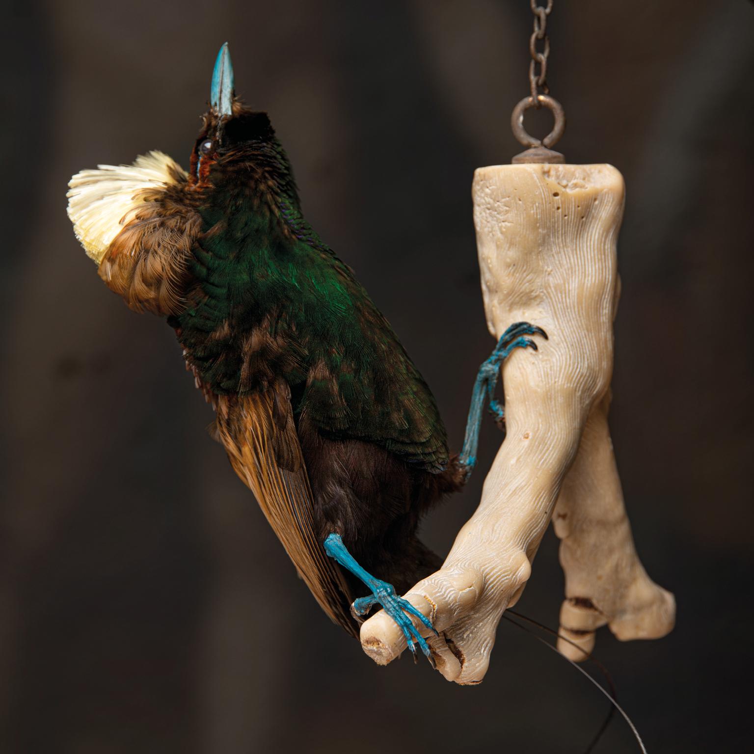 XXIe siècle et contemporain Magnifique oiseau de paradis en taxidermie par Sinke & Van Tongeren en vente