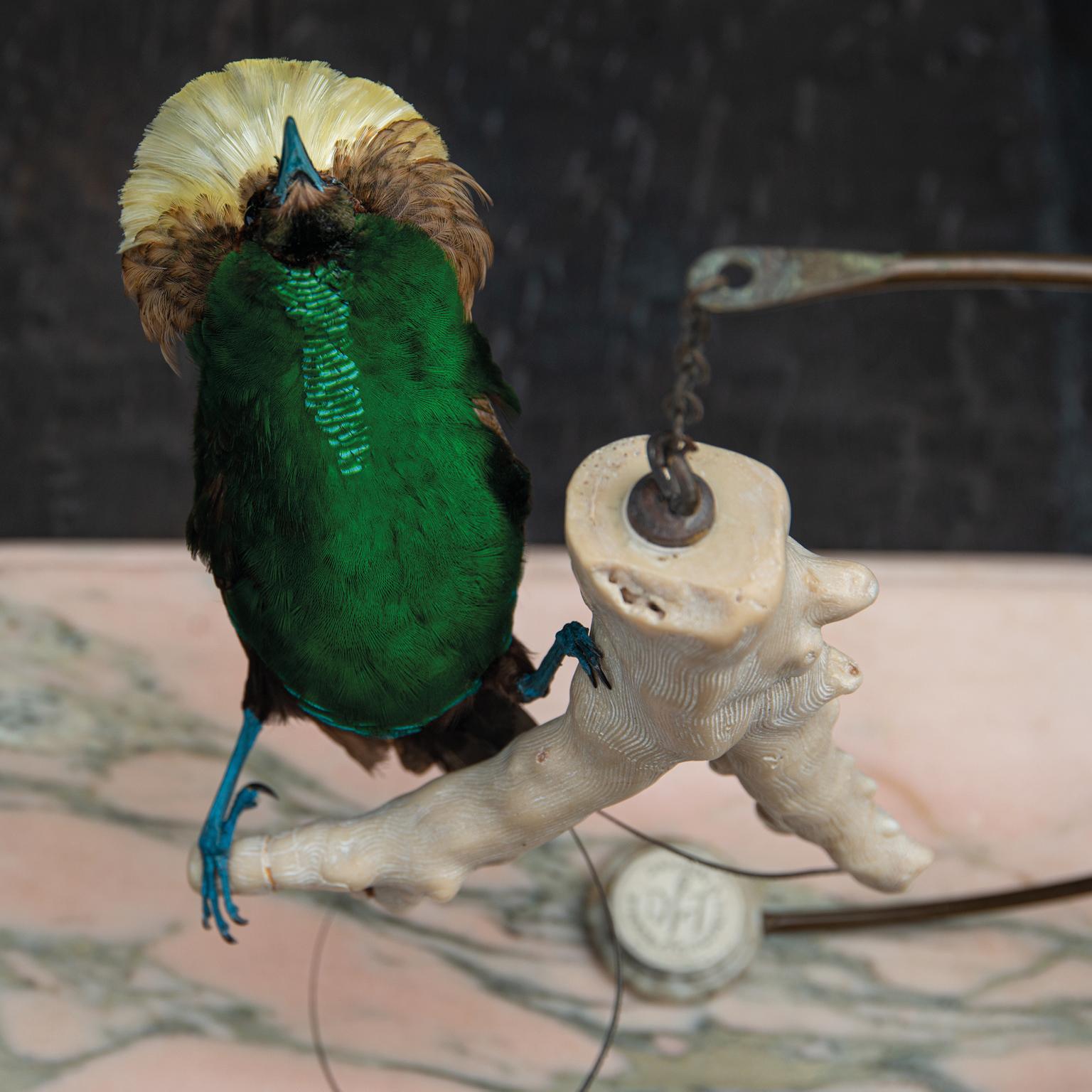 Peau d'animal Magnifique oiseau de paradis en taxidermie par Sinke & Van Tongeren en vente