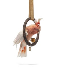 Fine Taxidermy Major Mitchell's Cockatoo by Sinke & Van Tongeren