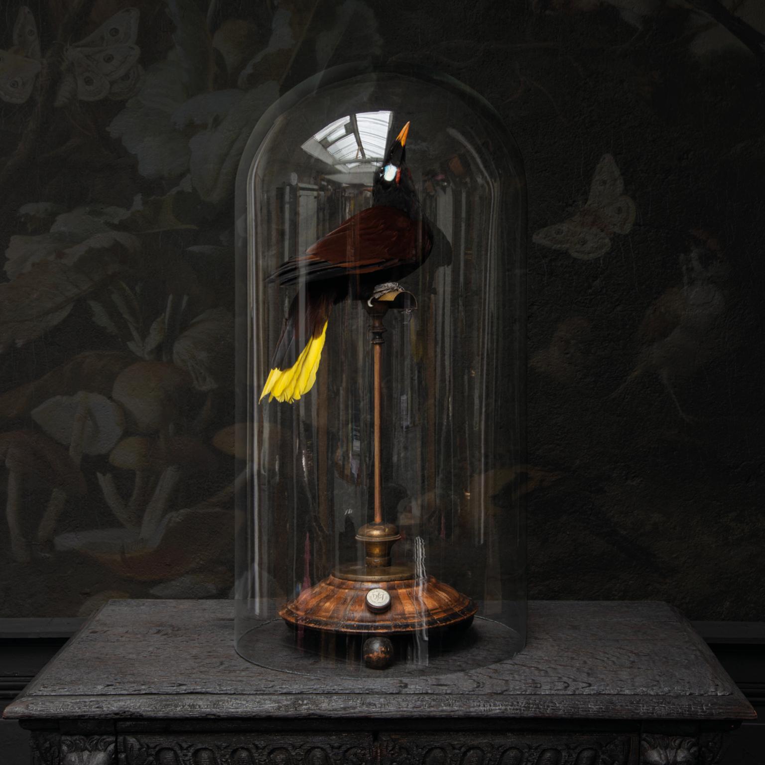 Taxidermie Montezuma-Oropendola von Sinke & Van Tongeren (Niederländisch)