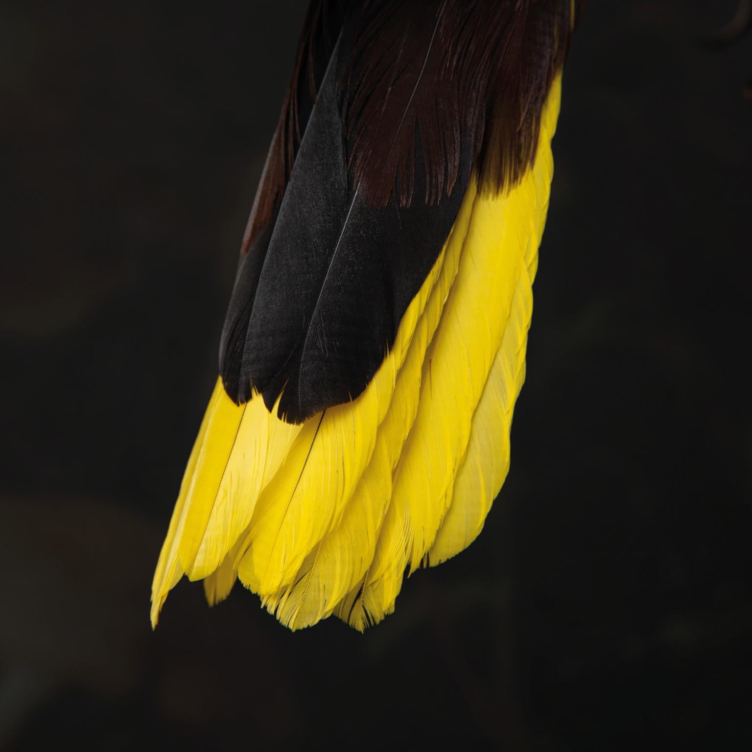 Taxidermie Montezuma-Oropendola von Sinke & Van Tongeren 1