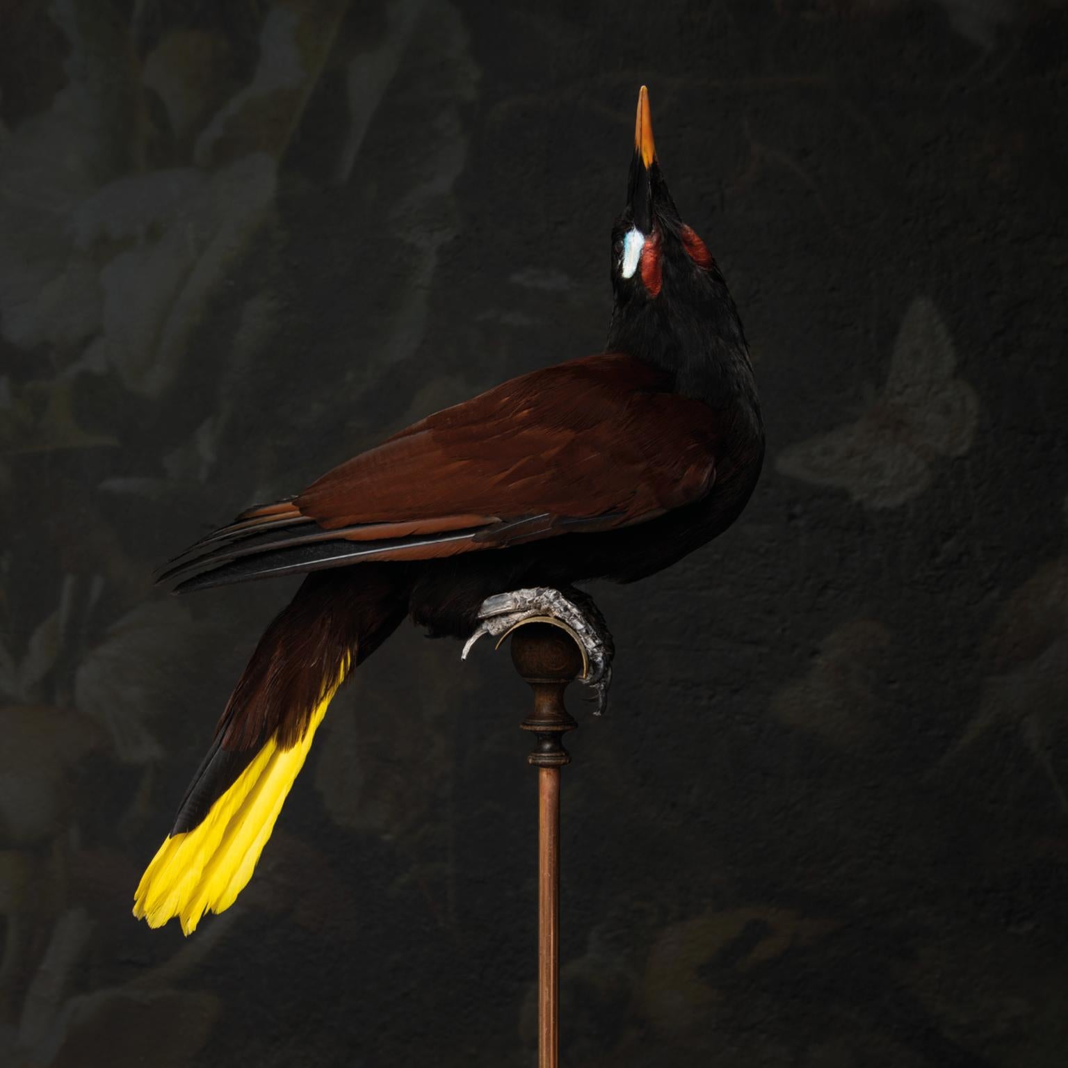 Fine Taxidermy Montezuma oropendola by Sinke & Van Tongeren 2