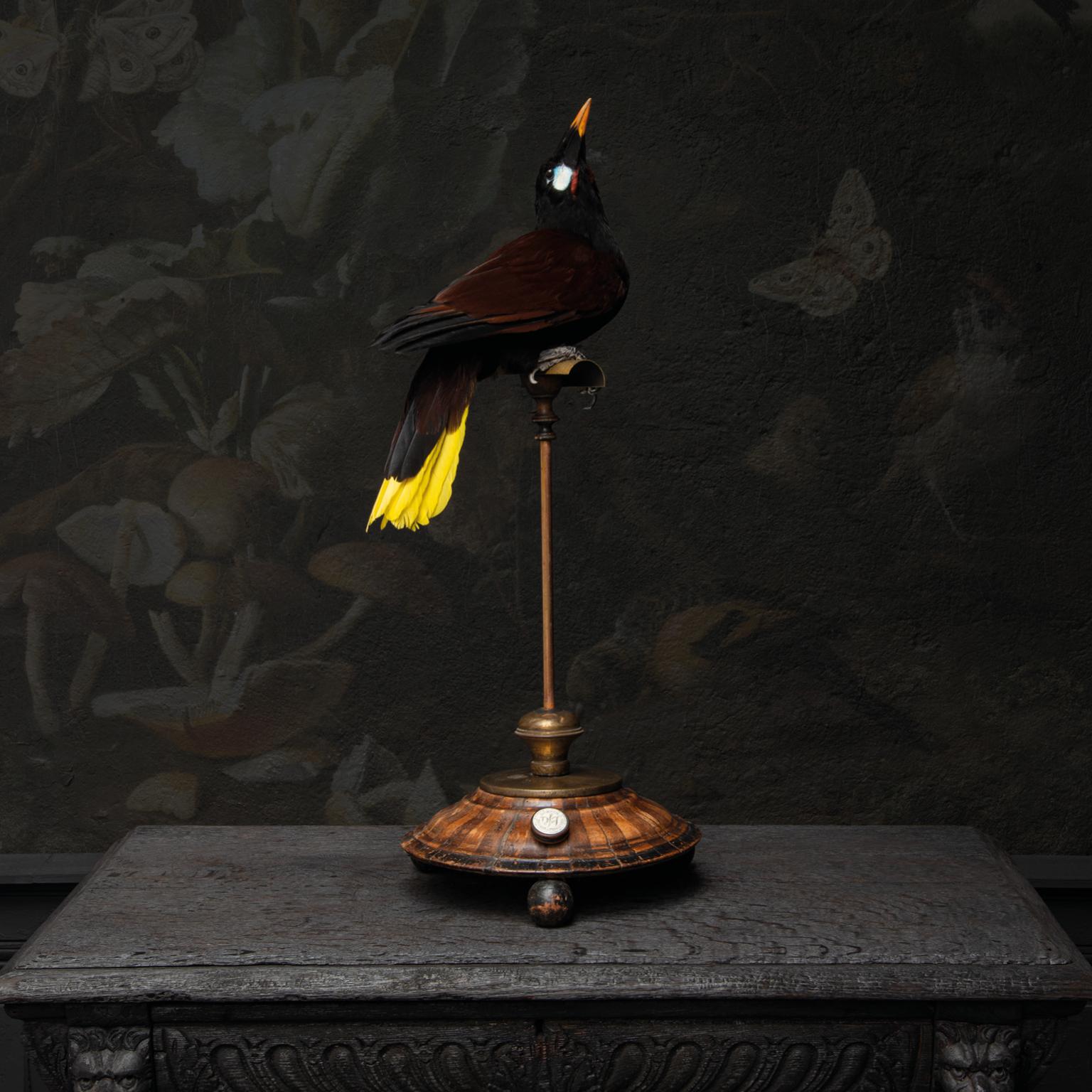 Fine Taxidermy Montezuma oropendola by Sinke & Van Tongeren 3