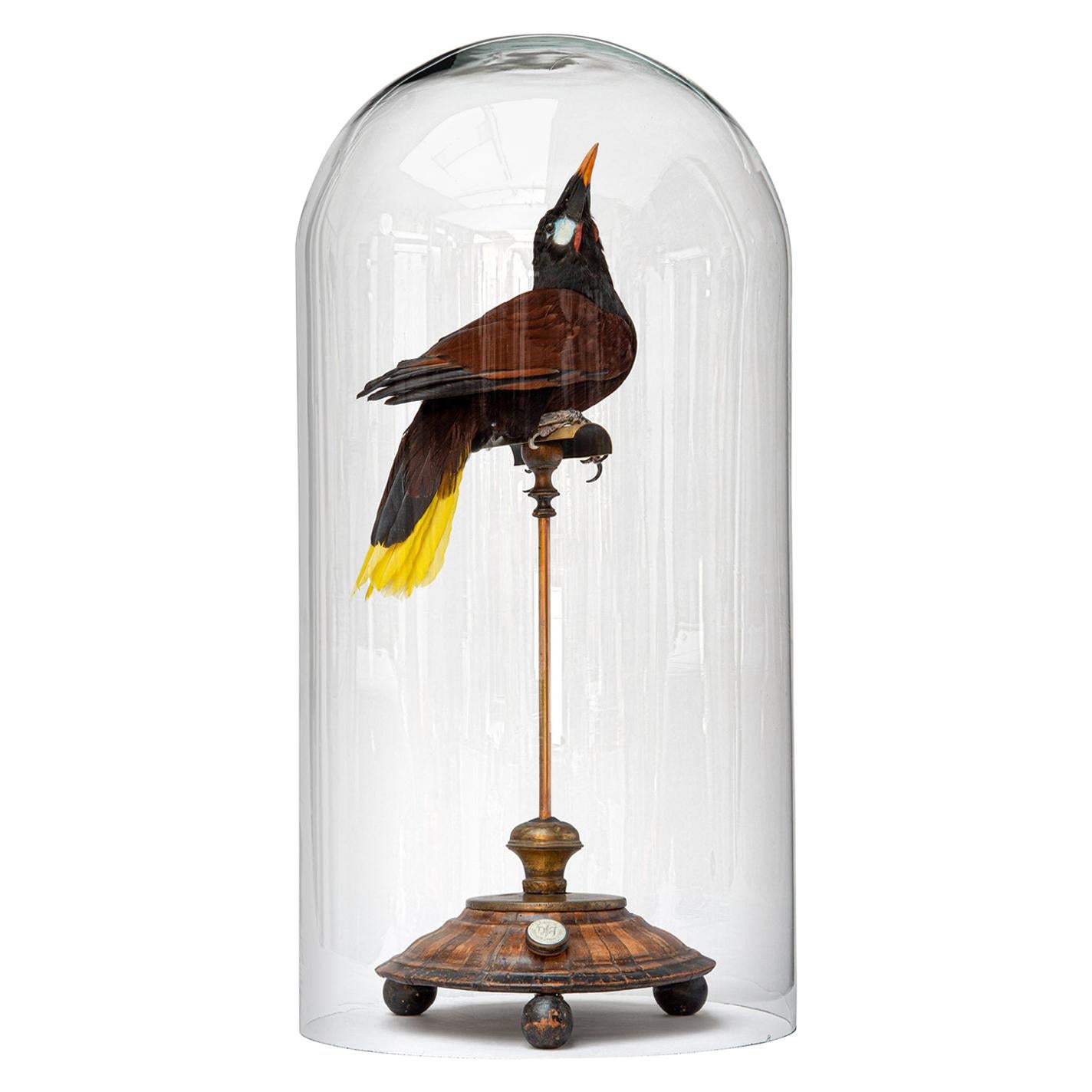 Fine Taxidermy Montezuma oropendola by Sinke & Van Tongeren