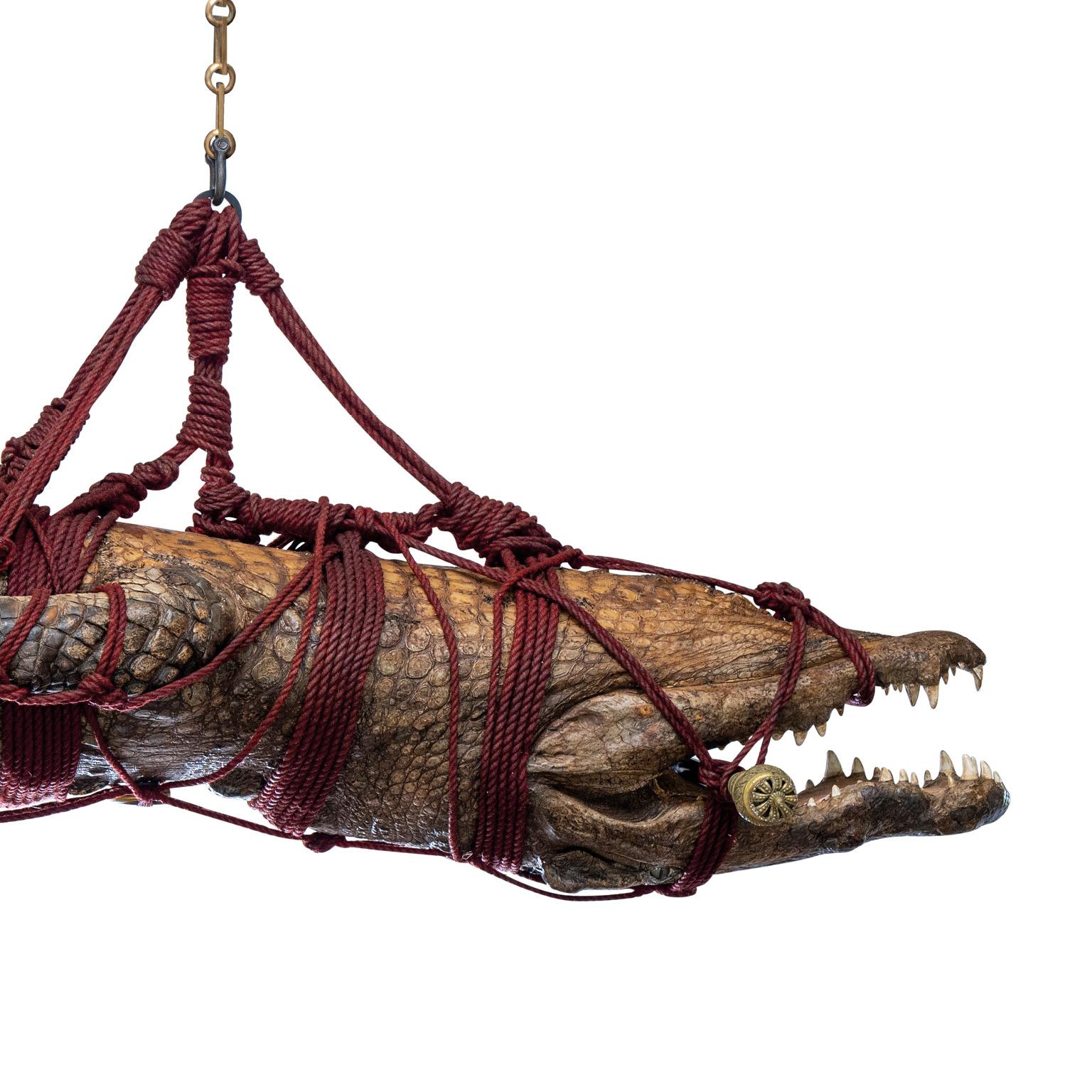 Fine Taxidermy 5 Meter Nile Crocodile by Sinke & Van Tongeren For Sale 7