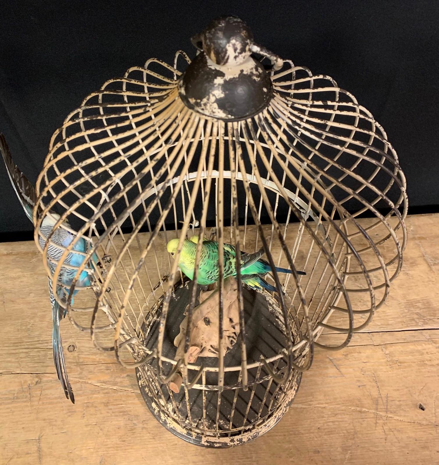 Three taxidermy parakeets in an iron cage, very decorative piece.
      