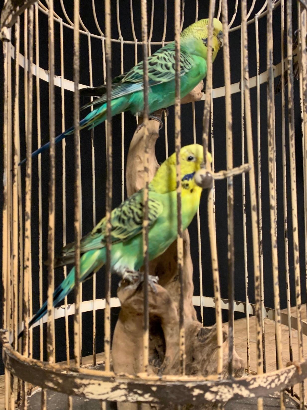 Dutch Fine Taxidermy Parakeets in Cage