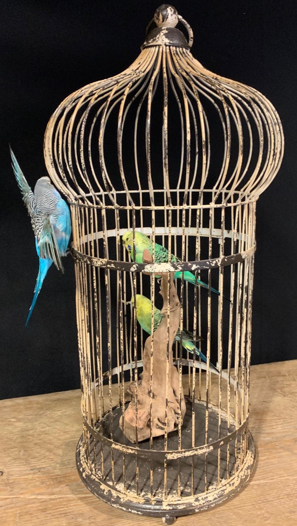 Fine Taxidermy Parakeets in Cage In Good Condition In Eindhoven, NL