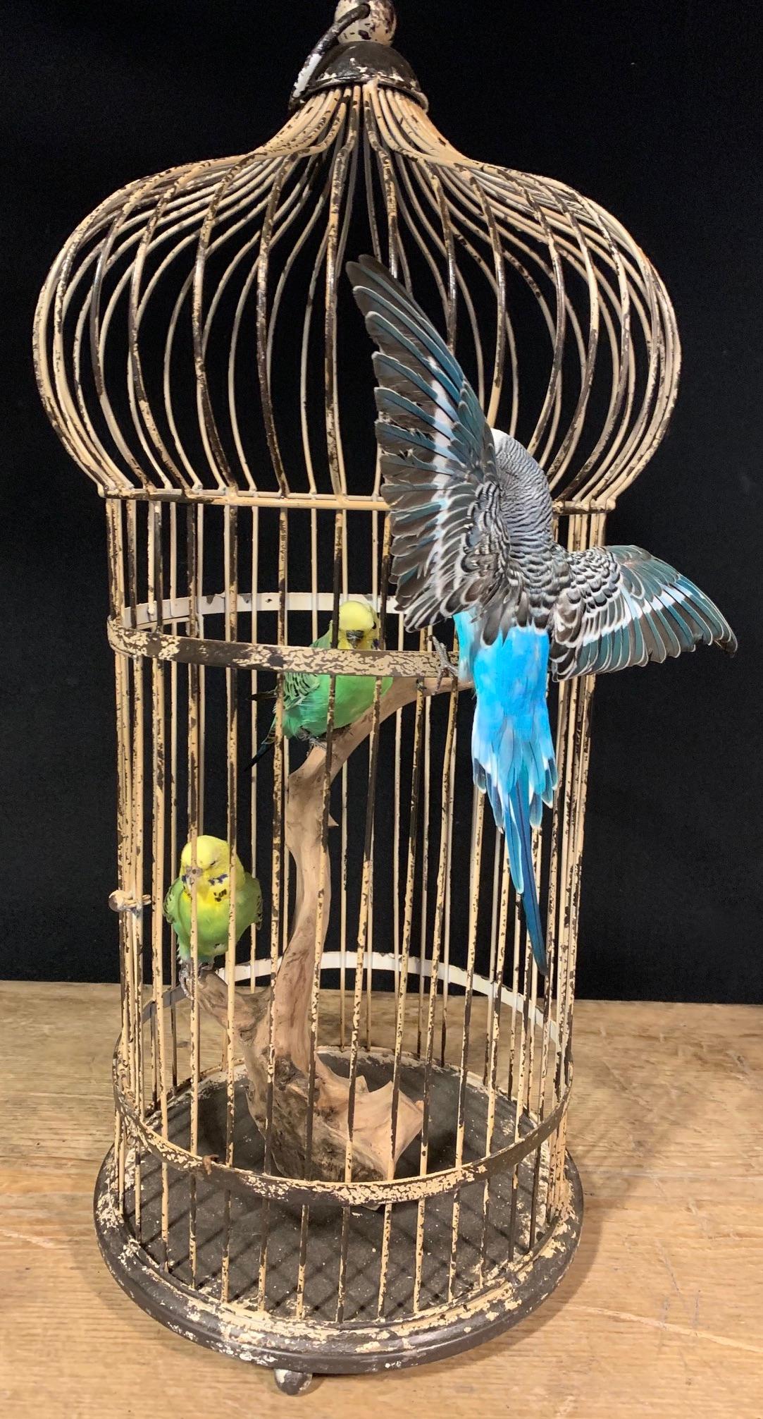Contemporary Fine Taxidermy Parakeets in Cage
