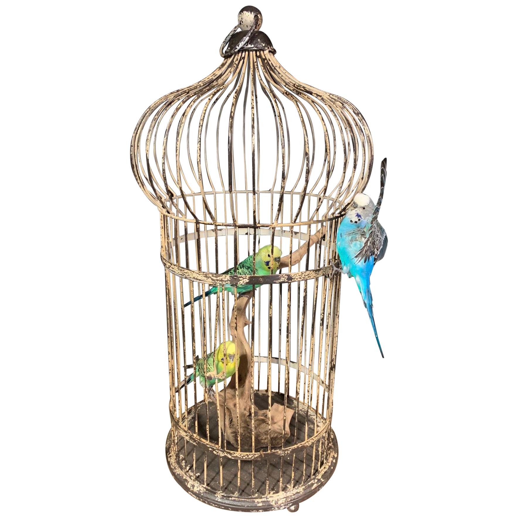 Fine Taxidermy Parakeets in Cage