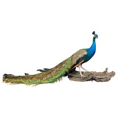 Fine Taxidermy Peacock 'Pavo Cristatus' on a Wooden Base