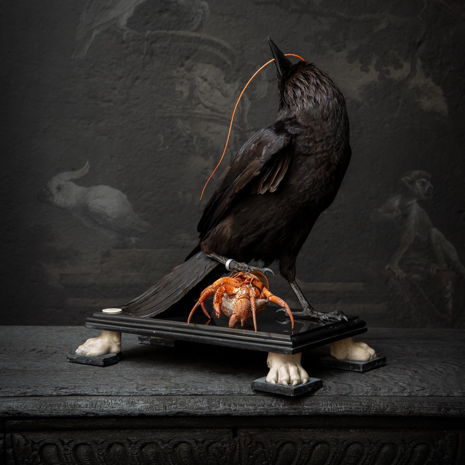 A unique piece by Darwin, Sinke and van Tongeren. A European Raven devouring a Hermit crab. Both sit atop a Noir Belgique marble plinth with Bianco Carrara lion feet.

Note. All animals used for our work came from captivity and died on natural