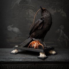 Fine Taxidermy Raven by DS&vT