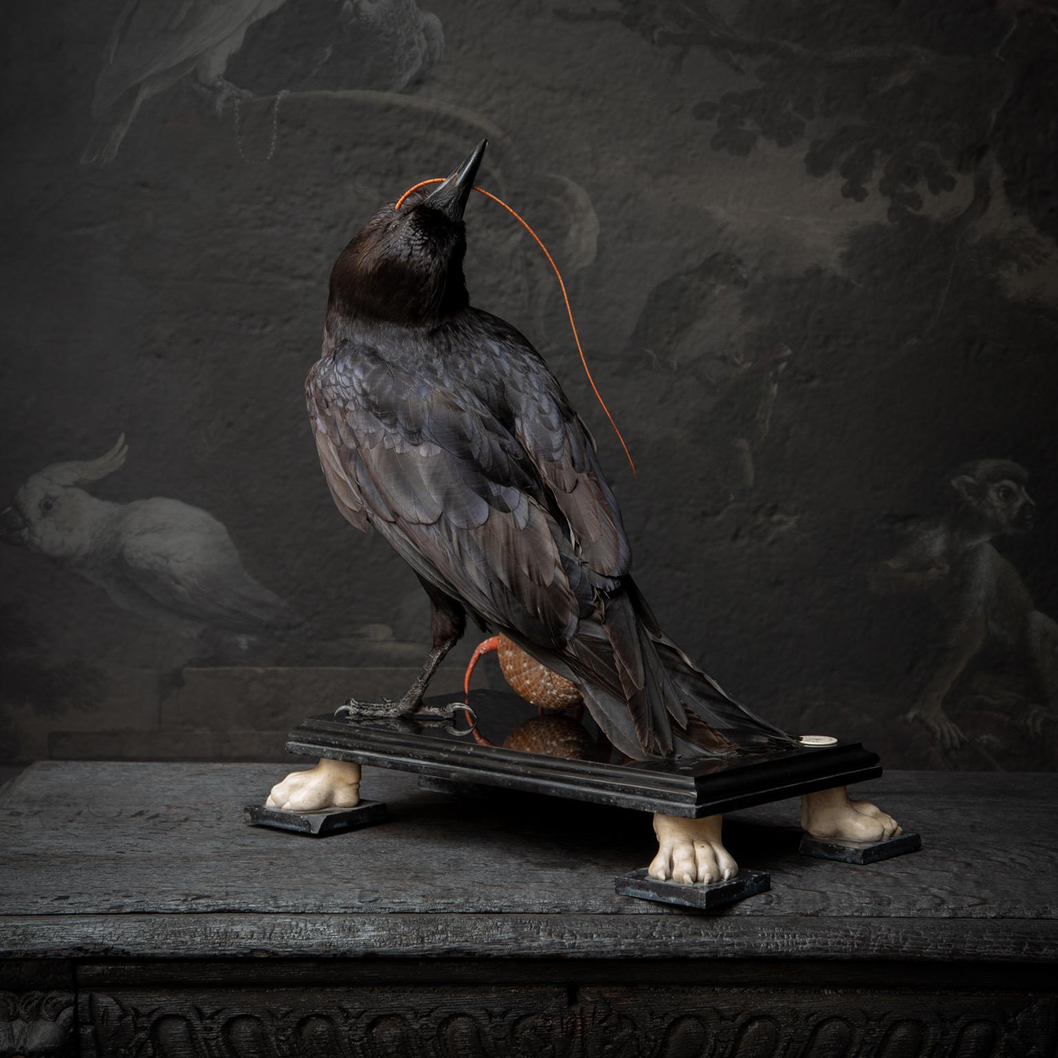 Fine Taxidermy Raven by DS&vT 1