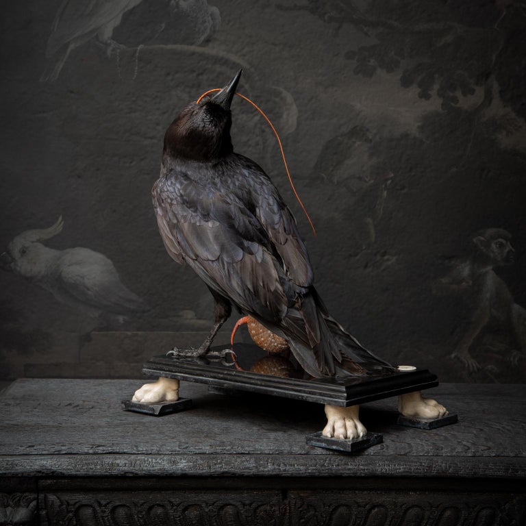 Fine Taxidermy Raven by DS&vT at 1stdibs