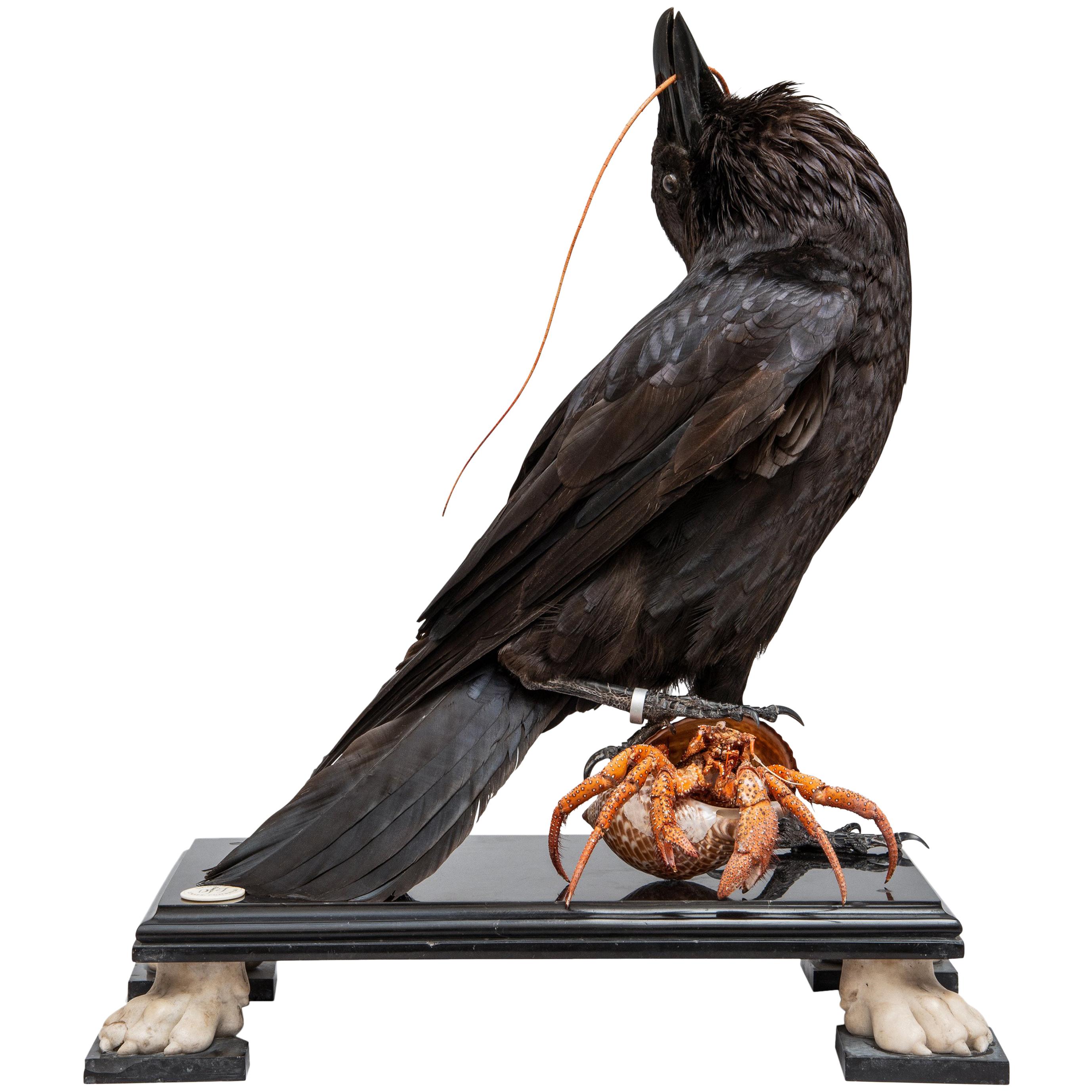 Fine Taxidermy Raven by DS&vT