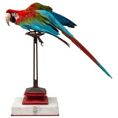 Fine Taxidermy Red-and-green Macaw I by Sinke & Van Togeren