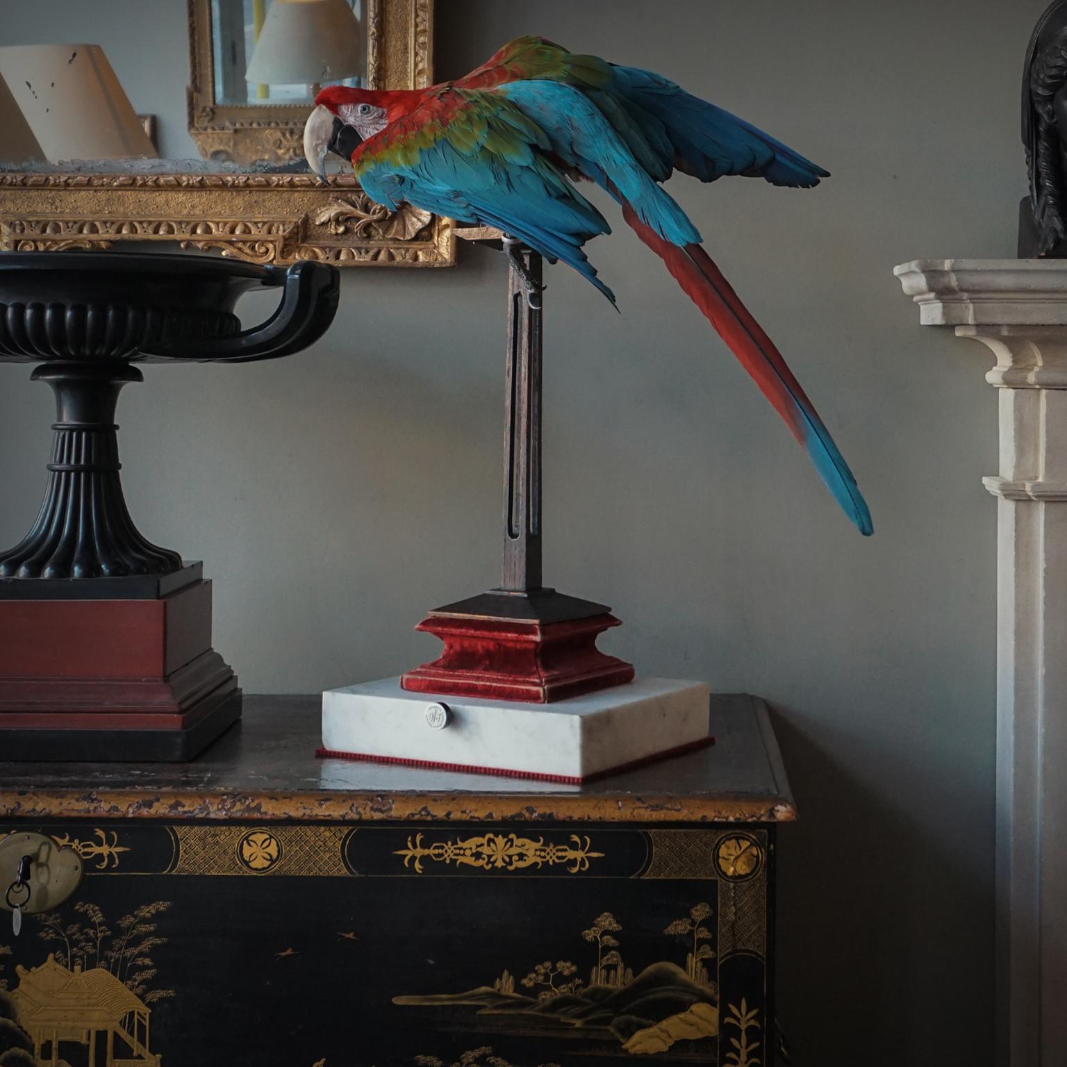 Fine Taxidermy Red-and-green Macaw I by Sinke and Van Togeren at 1stDibs