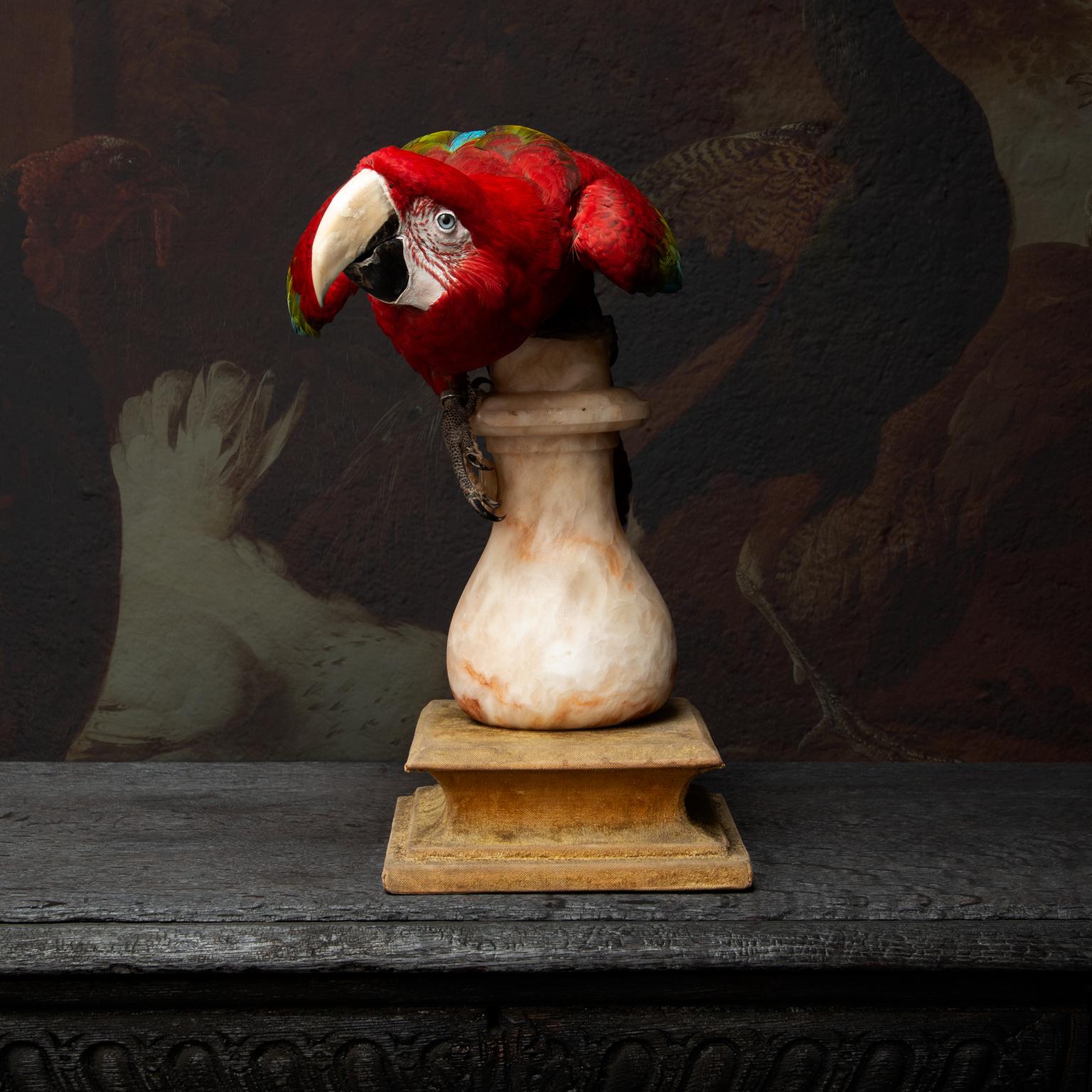 Fine Taxidermy Red-and-Green Macaw II by Sinke & Van Tongeren 4