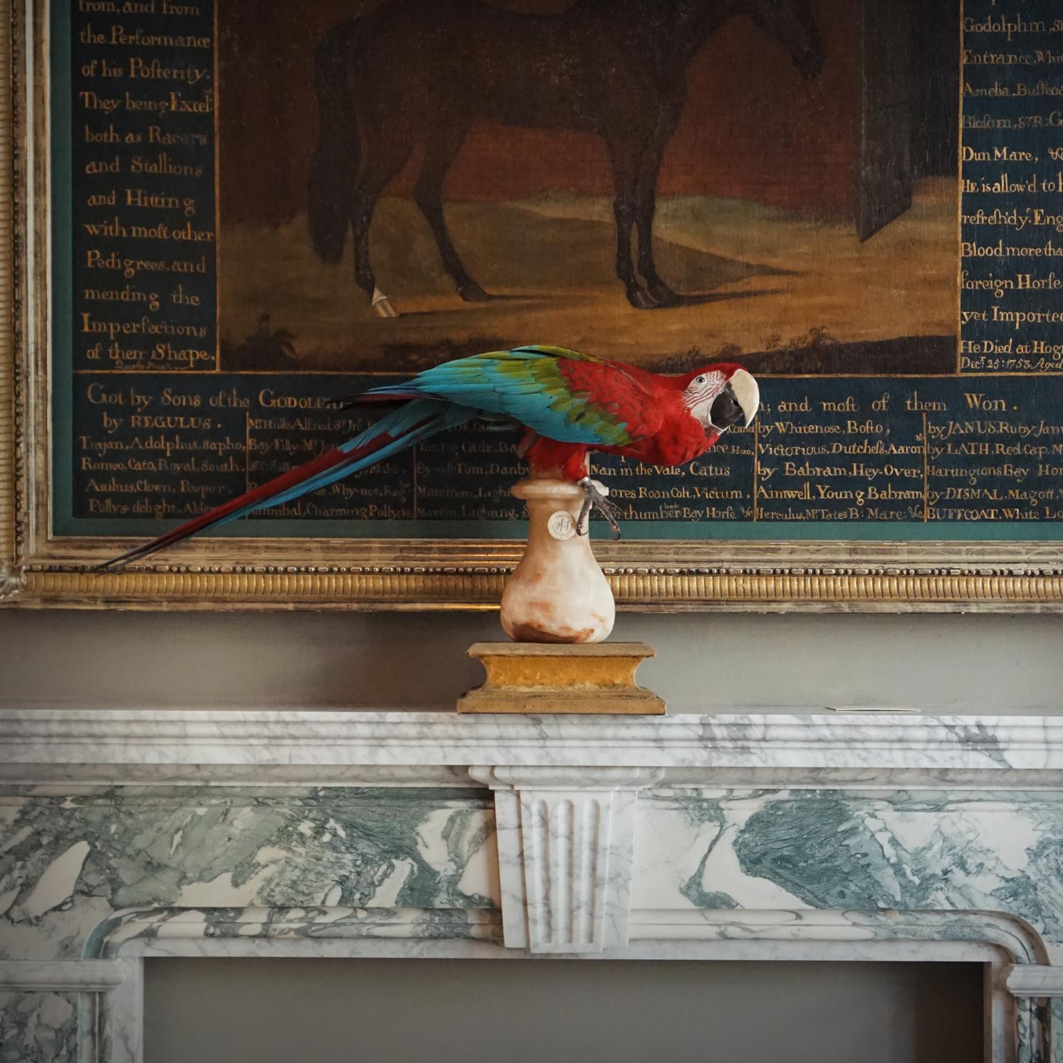 Fine Taxidermy Red-and-Green Macaw II by Sinke & Van Tongeren 5