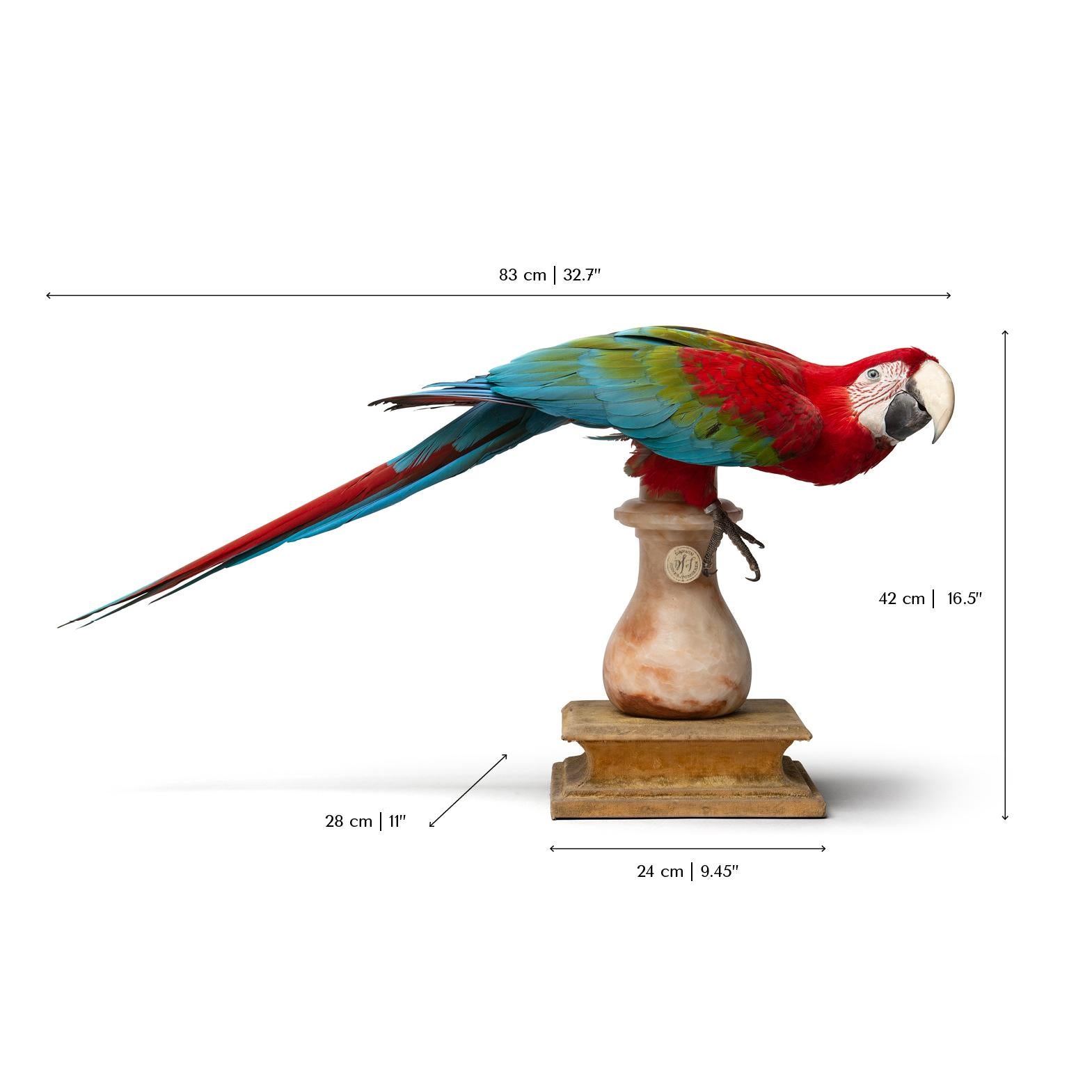 Fine Taxidermy Red-and-Green Macaw II by Sinke & Van Tongeren 6