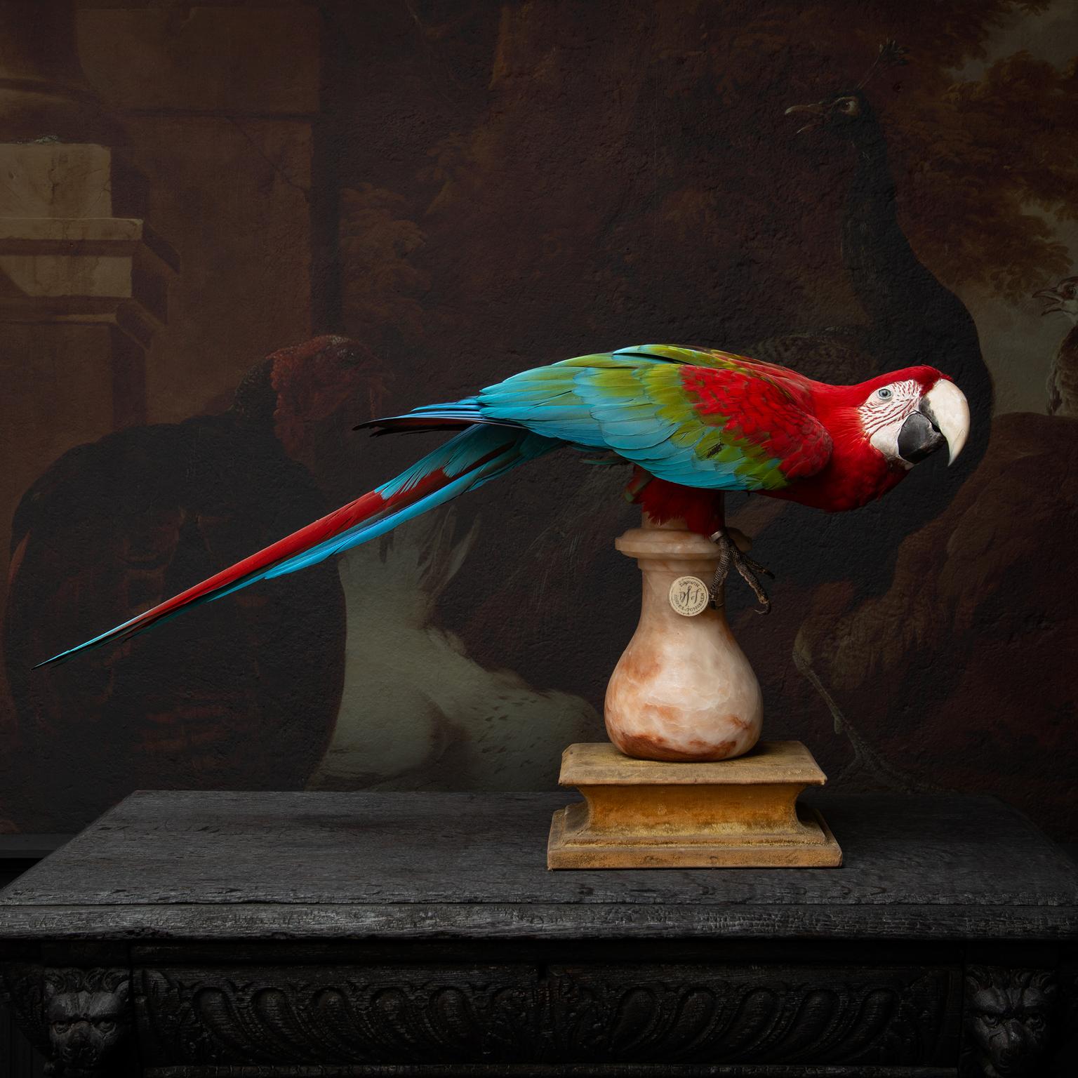 Over 80 cm’s of length is this colorful macaw. It is created in a horizontal pose to emphasize its length. The colors go from red to green to blue. It sits on a marble column resting on an antique velvet base.

Note. All animals used for their