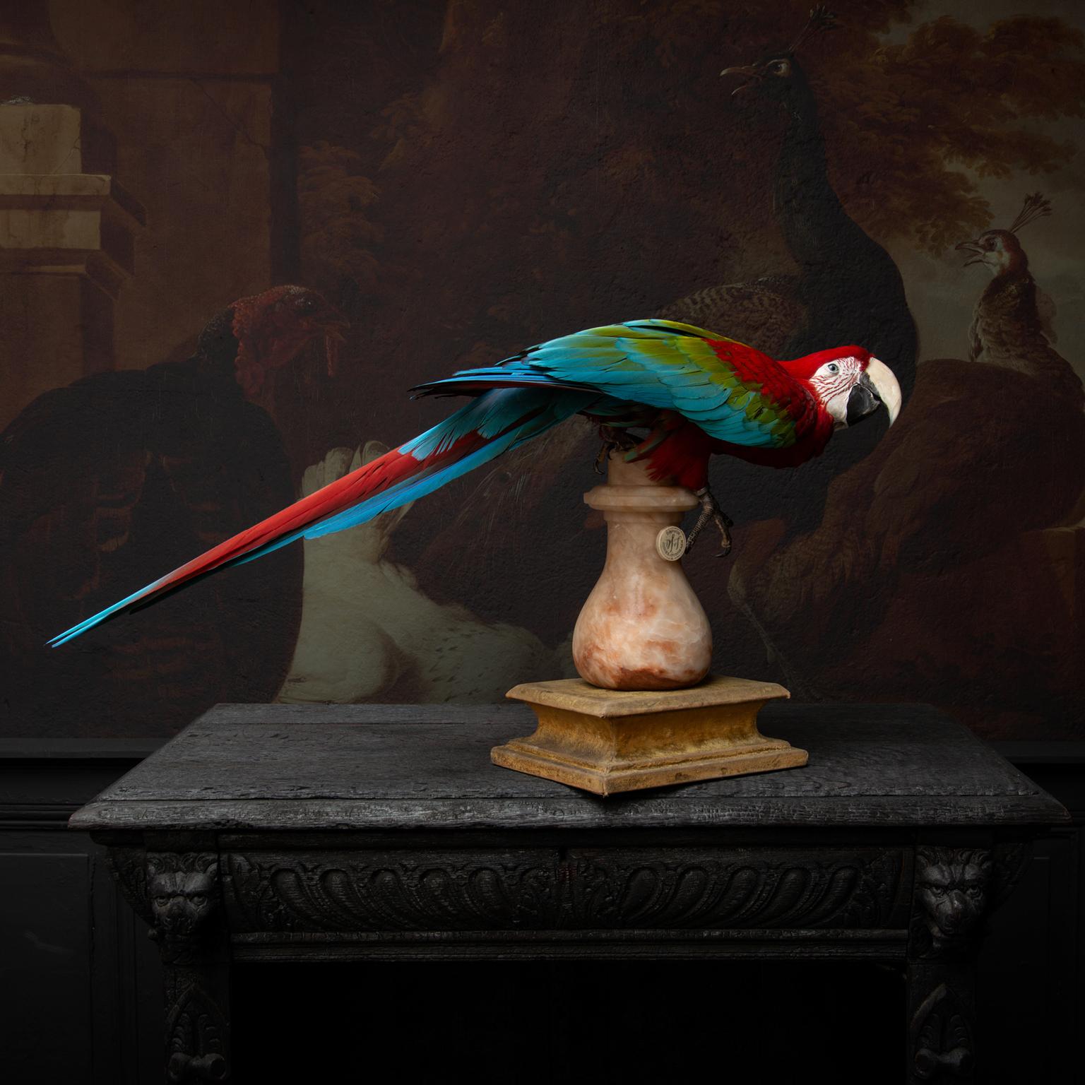 Dutch Fine Taxidermy Red-and-Green Macaw II by Sinke & Van Tongeren