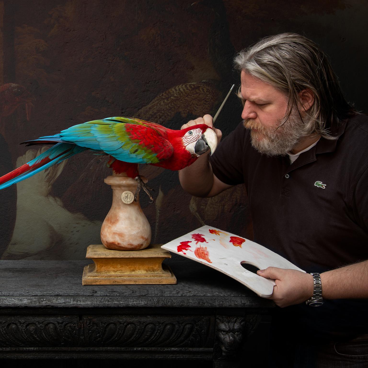 Fine Taxidermy Red-and-Green Macaw II by Sinke & Van Tongeren In Excellent Condition In Haarlem, NL