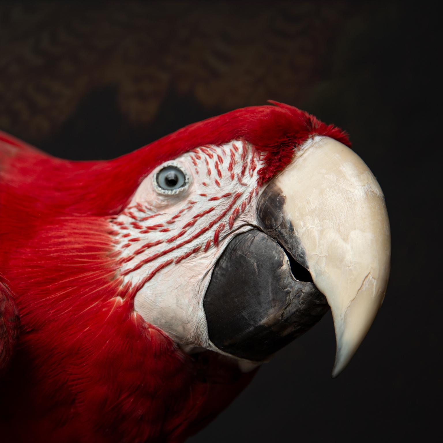 Contemporary Fine Taxidermy Red-and-Green Macaw II by Sinke & Van Tongeren