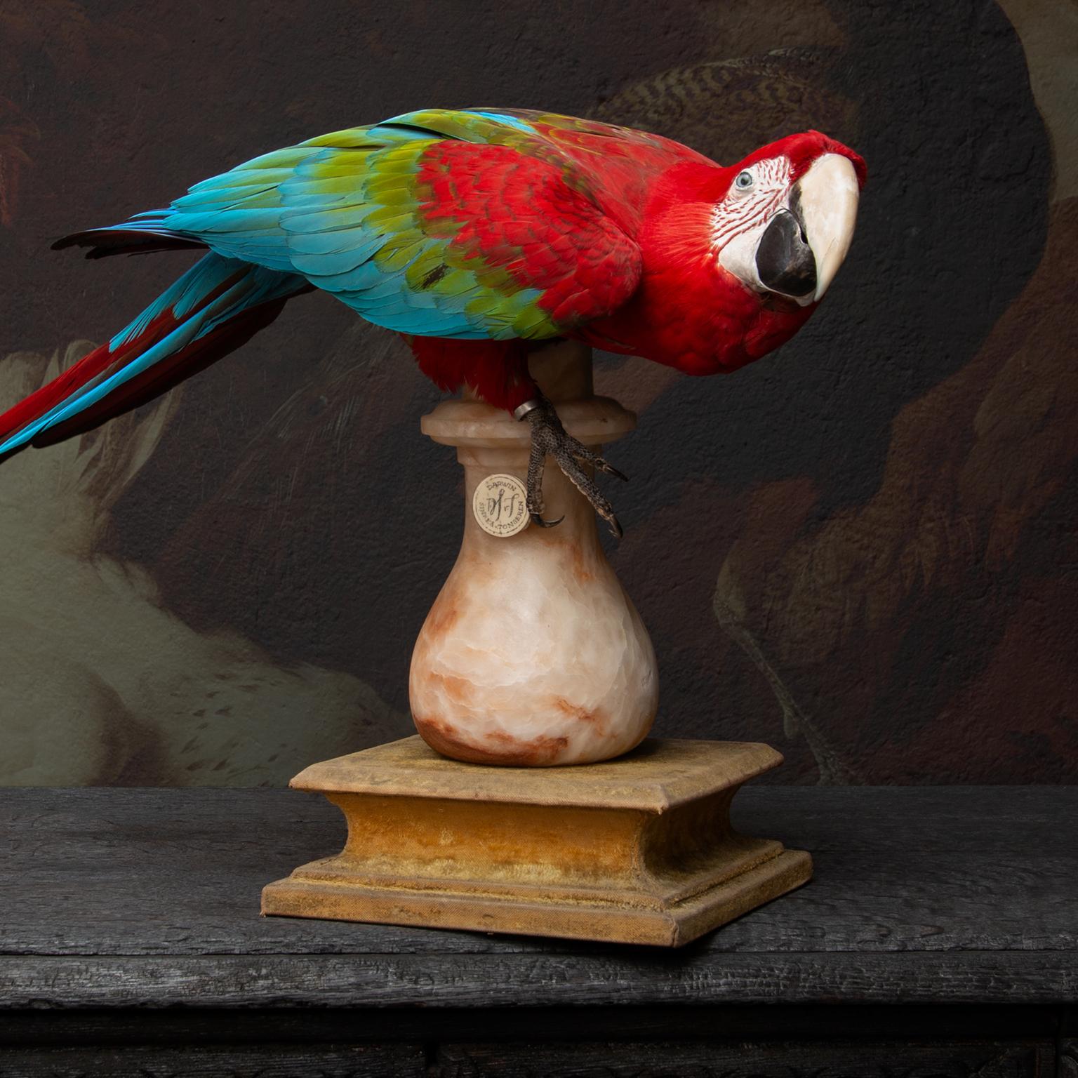 Fine Taxidermy Red-and-Green Macaw II by Sinke & Van Tongeren 2