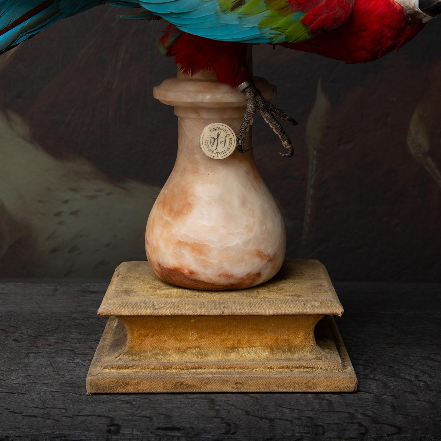Fine Taxidermy Red-and-Green Macaw II by Sinke & Van Tongeren 3