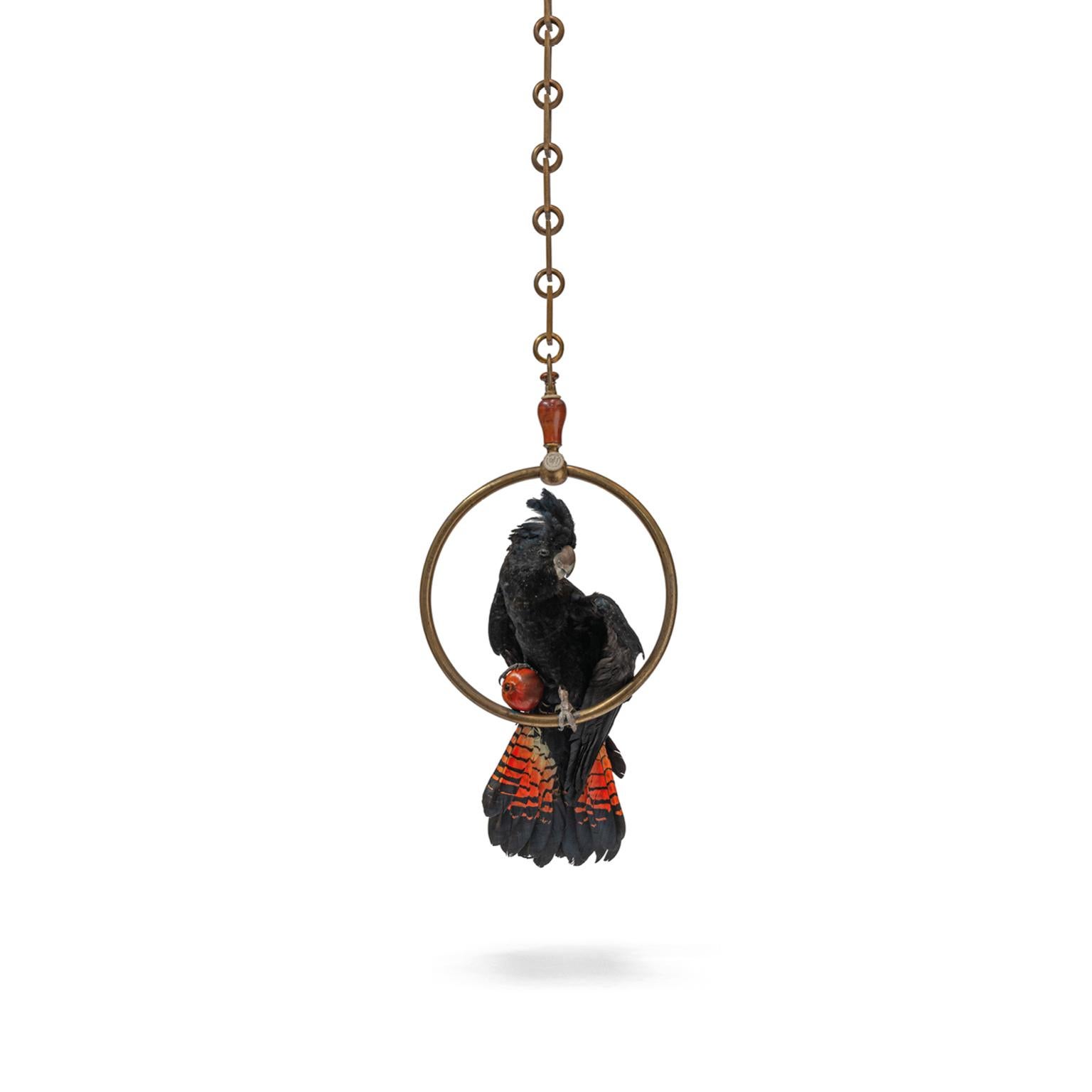 This rare red-tailed black cockatoo sits on an antique brass ring that used to be on a ship. Used by a macaw that sailed together with the captain. 
A pomegranate under its claw. Showing off its magnificent coloured tail. The chain can be made to