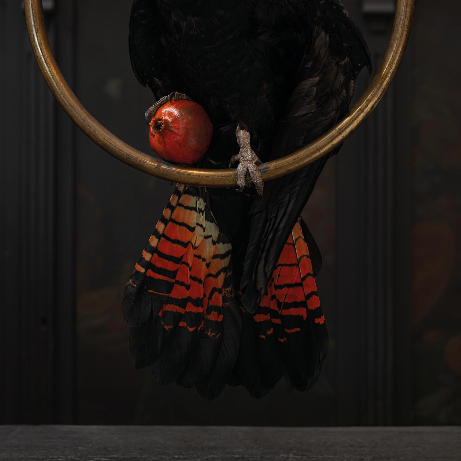 Contemporary Fine Taxidermy Red-Tailed Black Cockatoo by Sinke & Van Tongeren