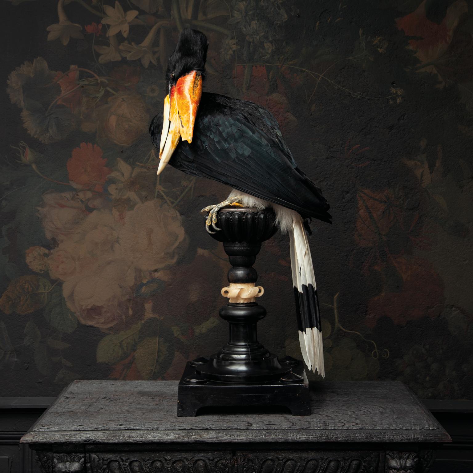 Fine Taxidermy Rhinocerus Hornbill by Sinke & Van Tongeren 4